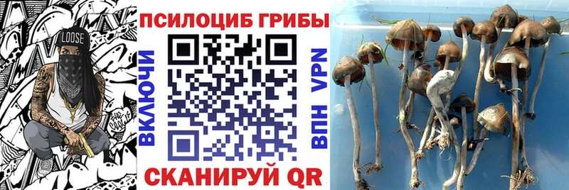 магазин продажи наркотиков  это официальный сайт  Галлюциногенные грибы мицелий  Дальнегорск 